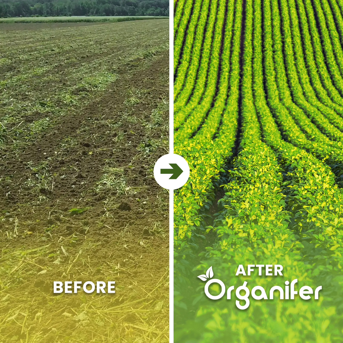 Worm Compost Before - after