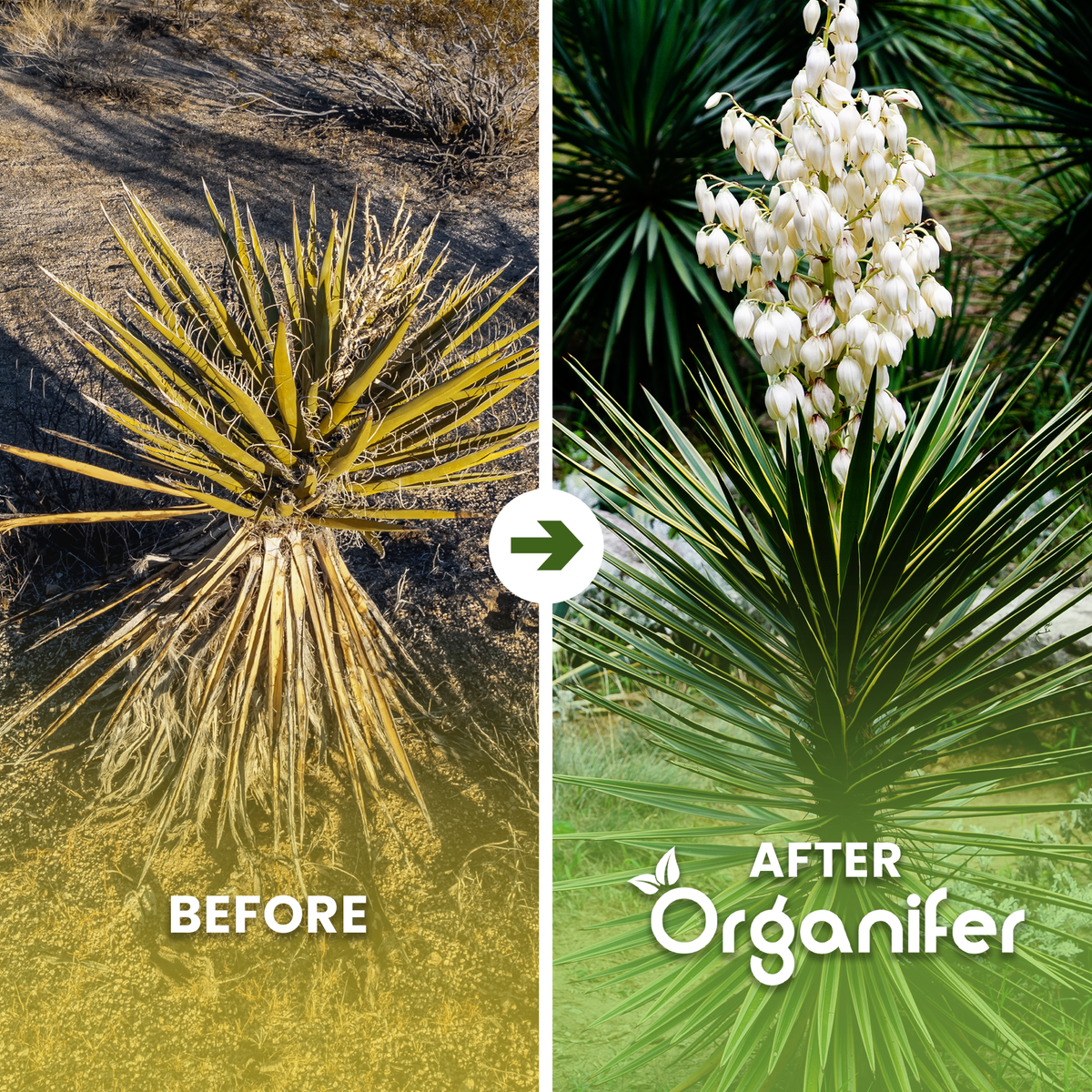 organifer-yucca-liquid-fertiliser-fefore-after