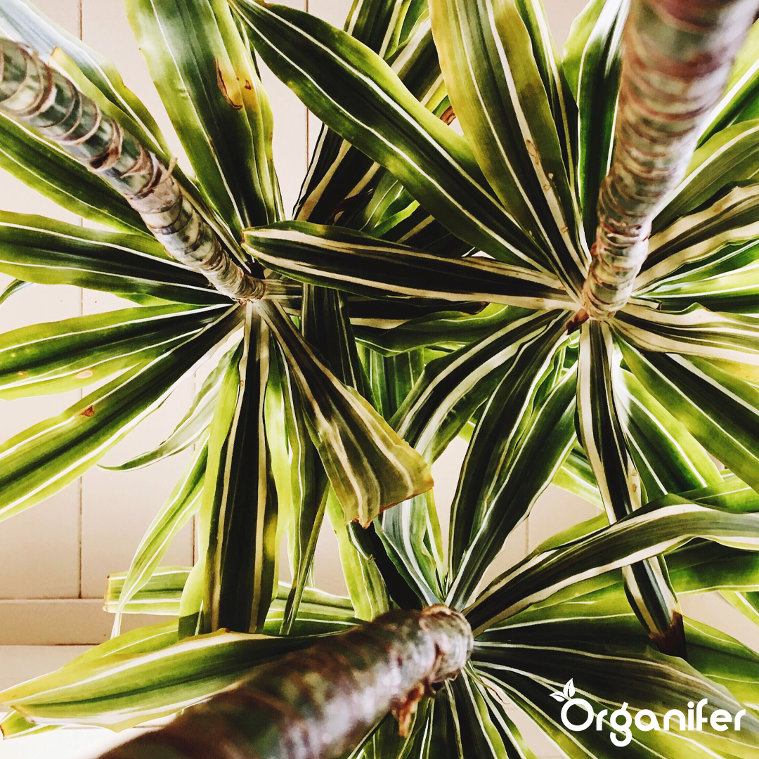 Organifer