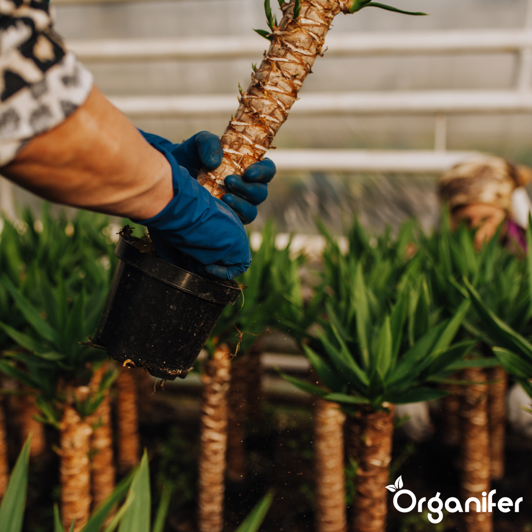 Organifer