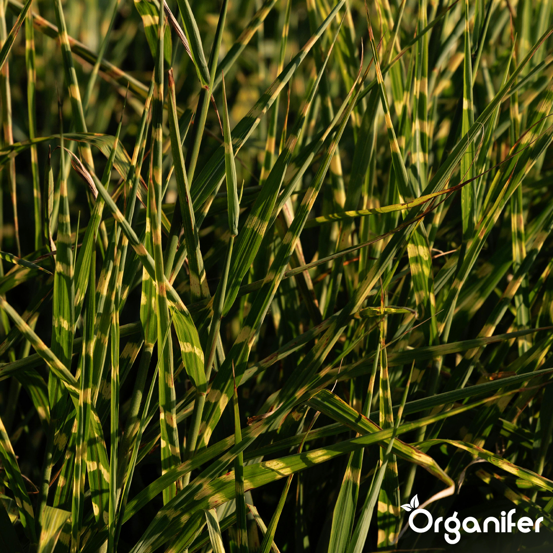 Organifer