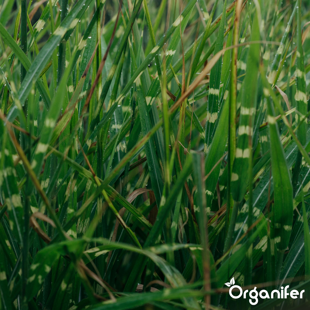 Organifer