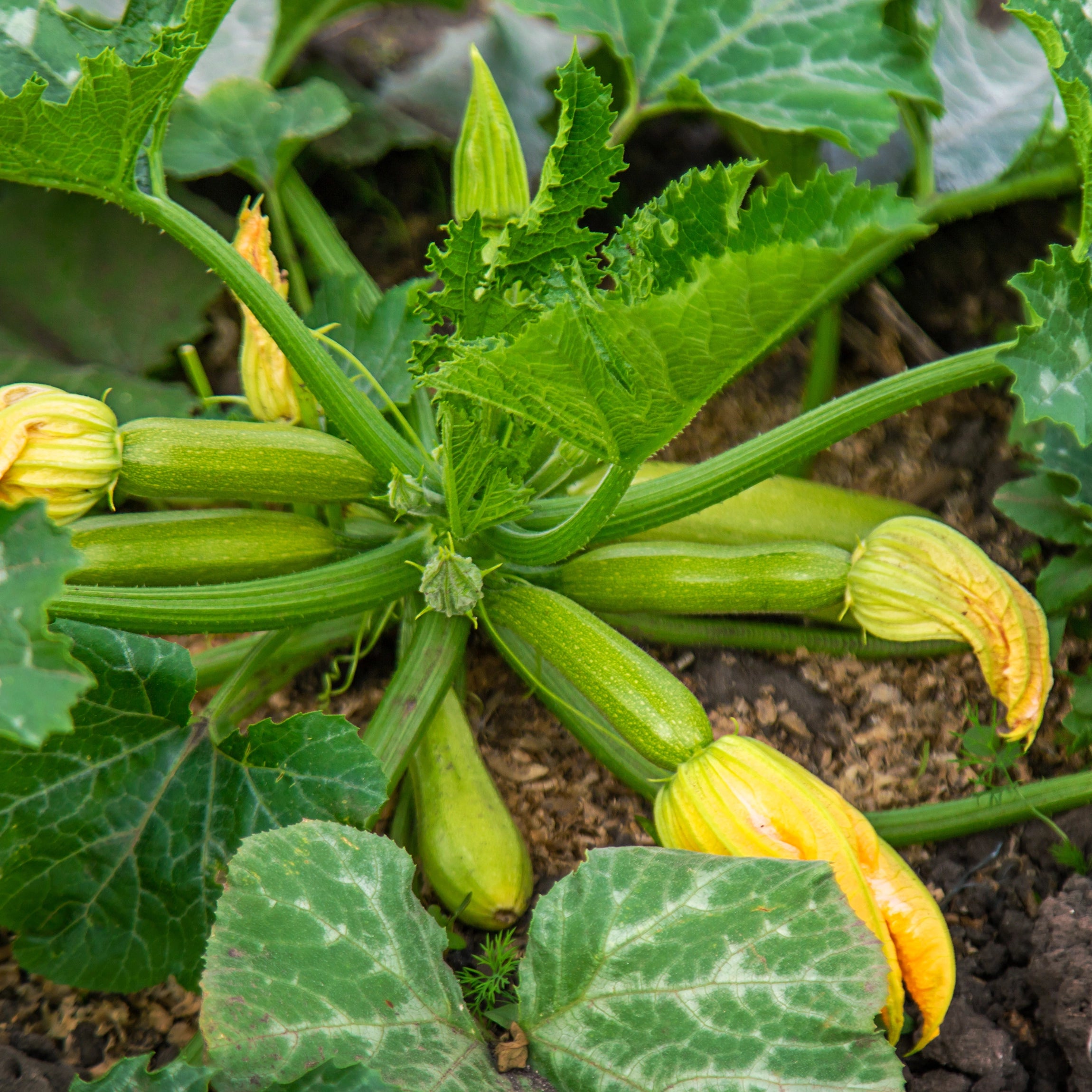 Favorise une croissance équilibrée et une fructification continue