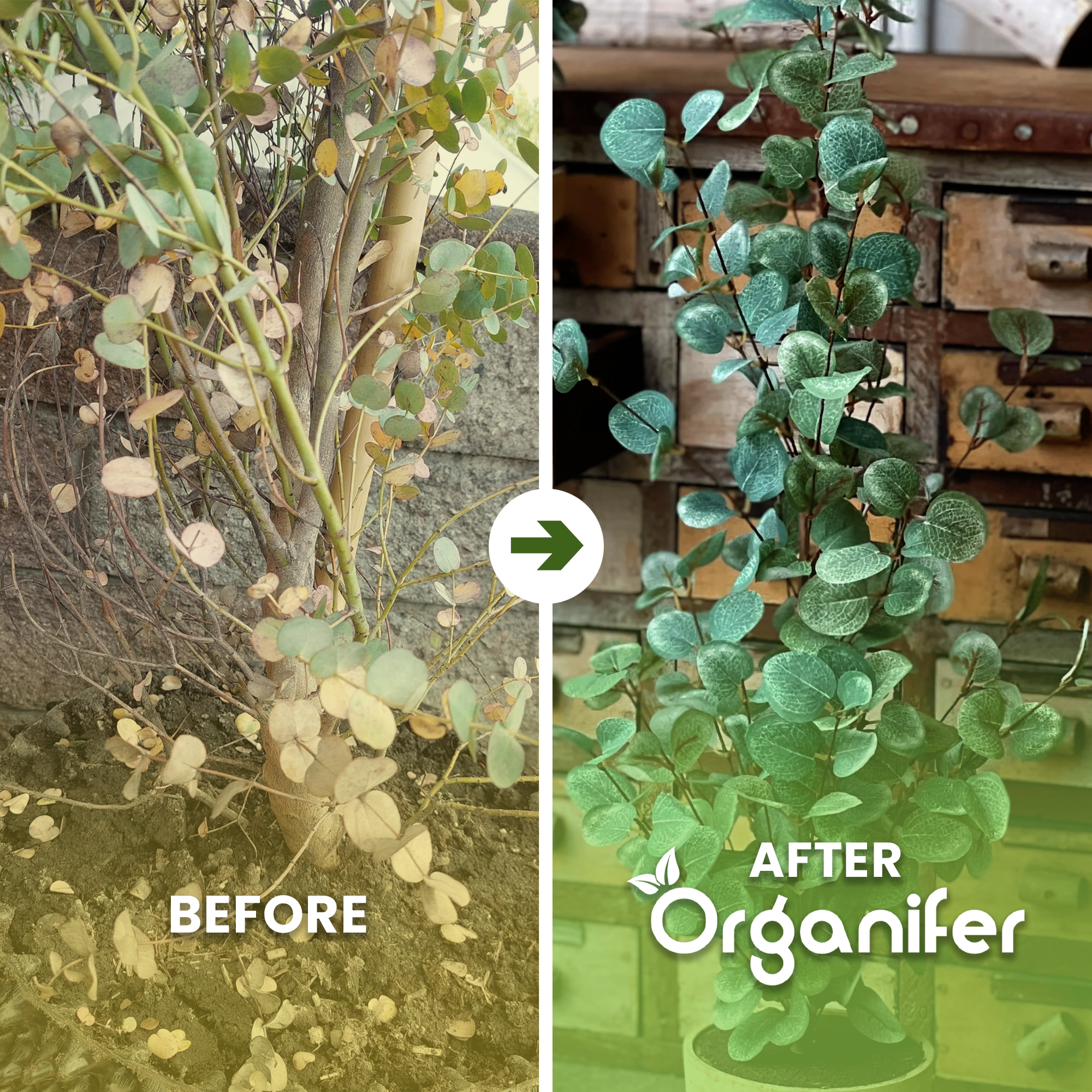 organifer_еucalyptus_liquid_fertiliser_before_after