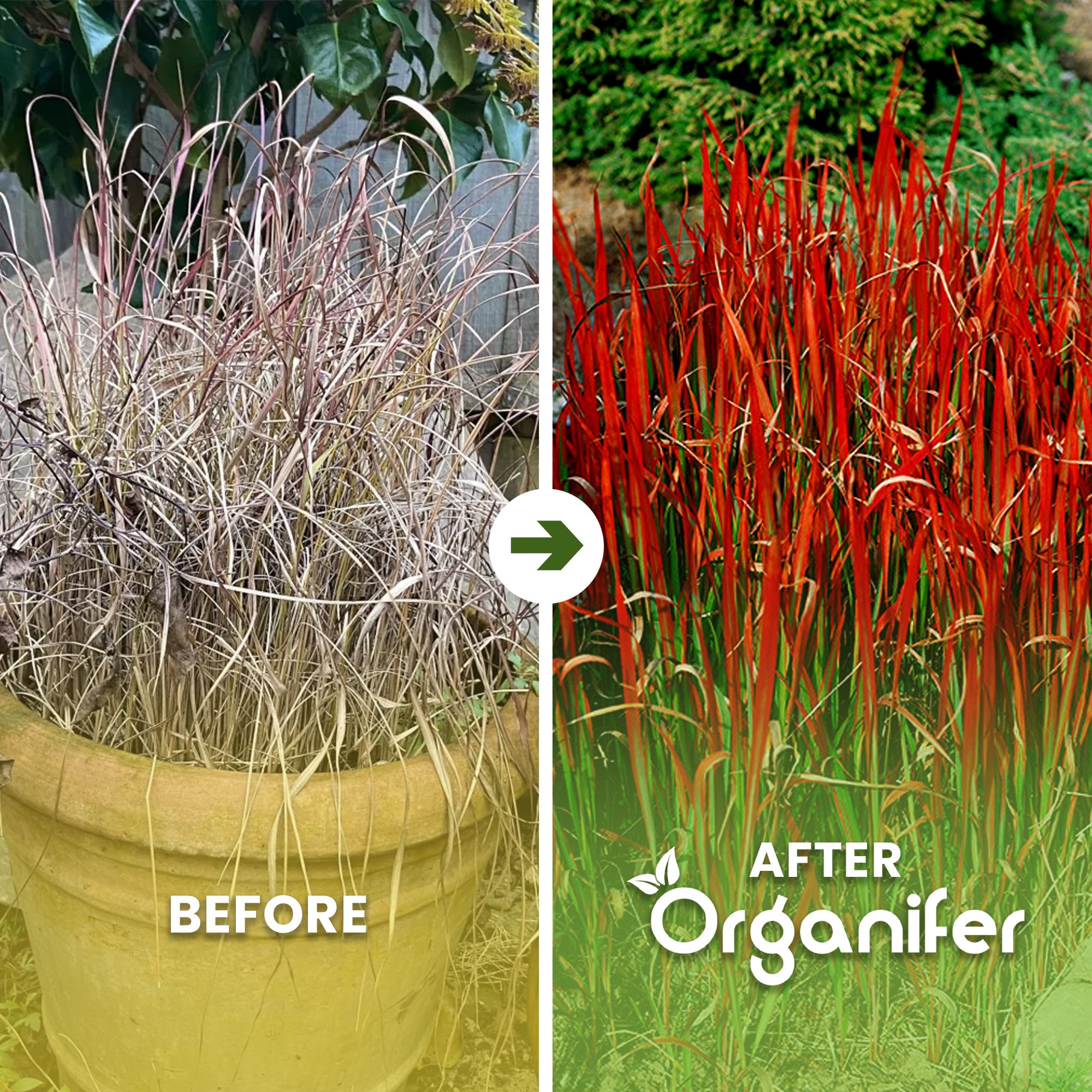 organifer_blood_grass_before_and_afte