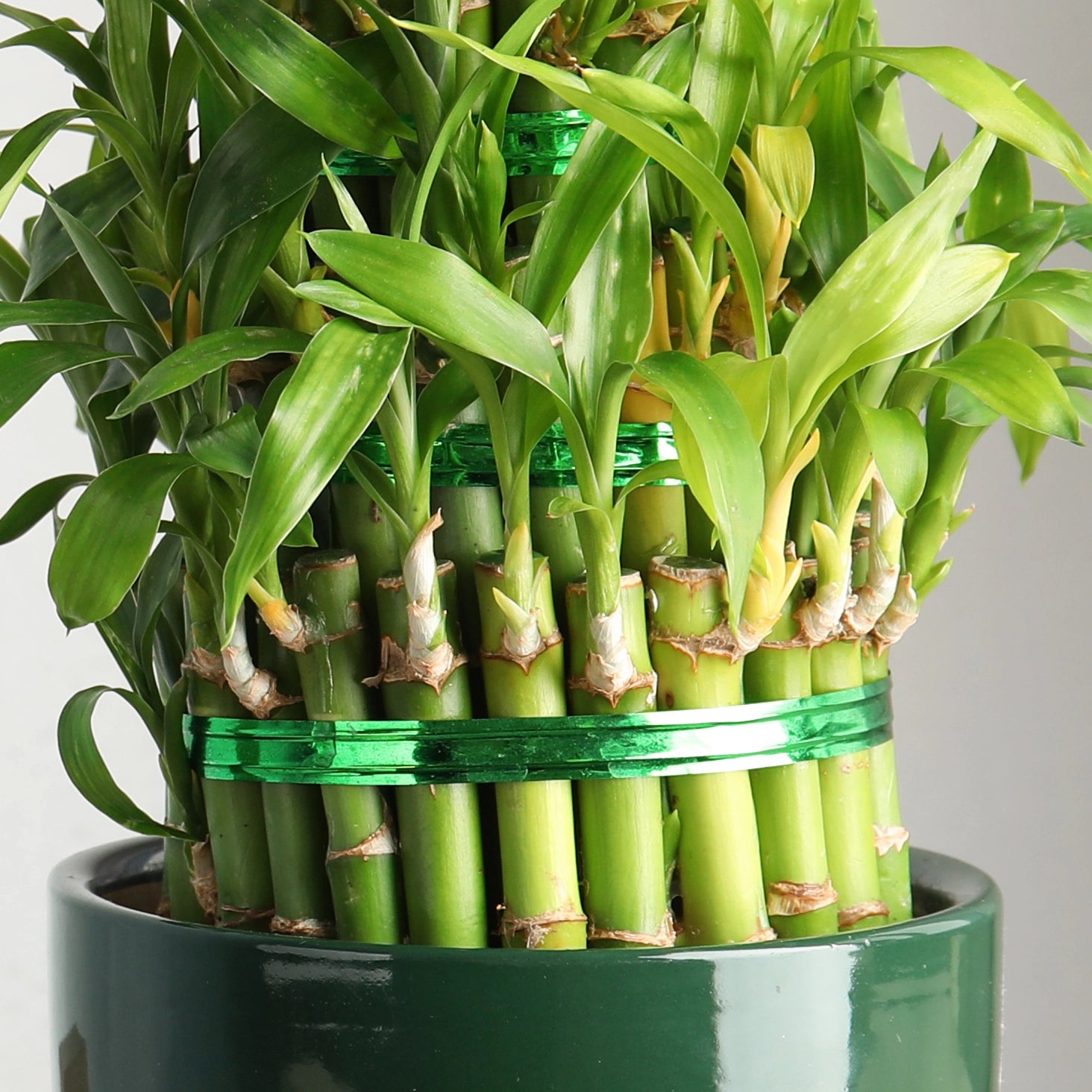 Enhances Strong, Upright Growth