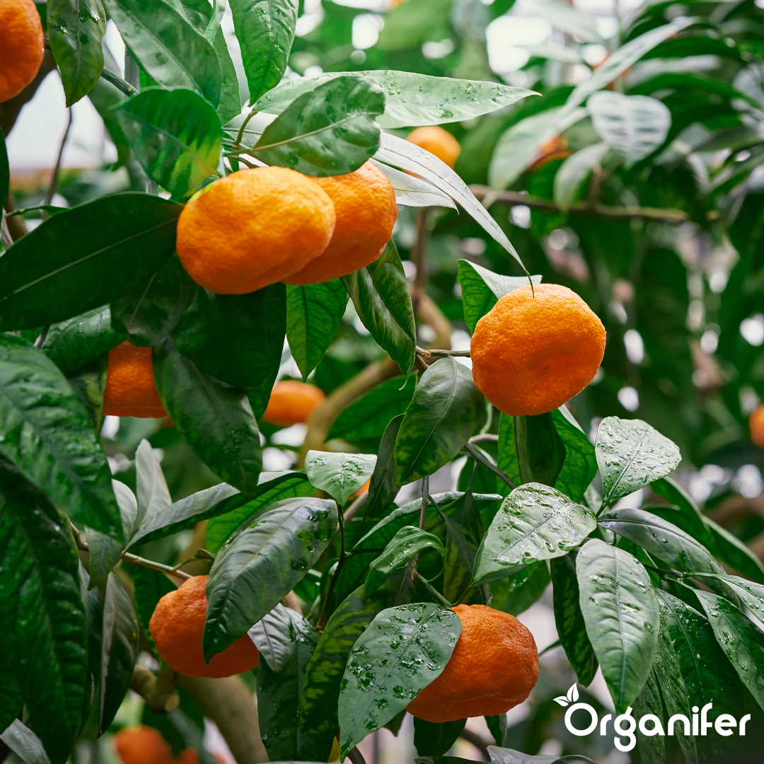 Organifer