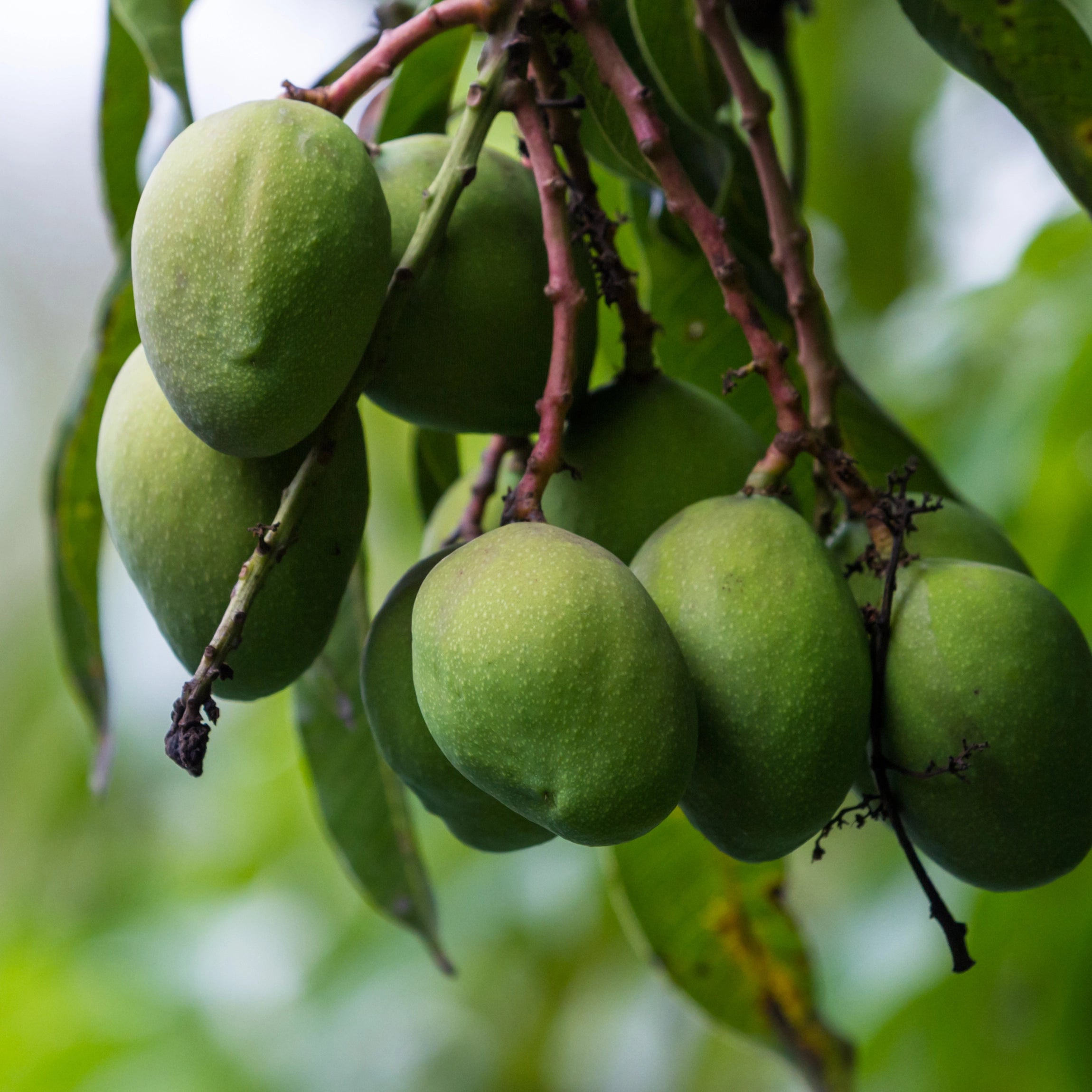 Fremmer kraftig vækst i plantens bladdække