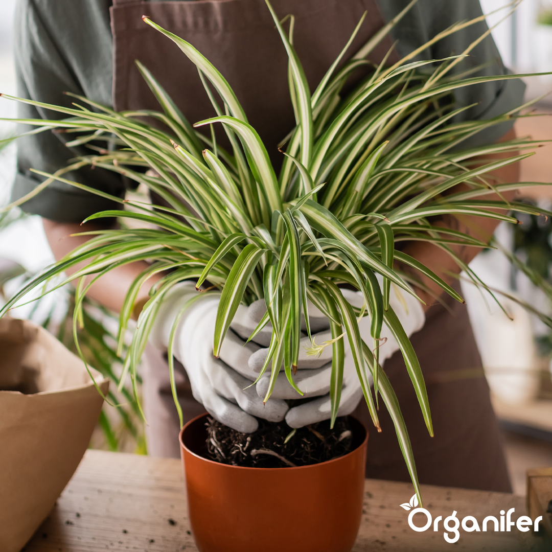 Organifer