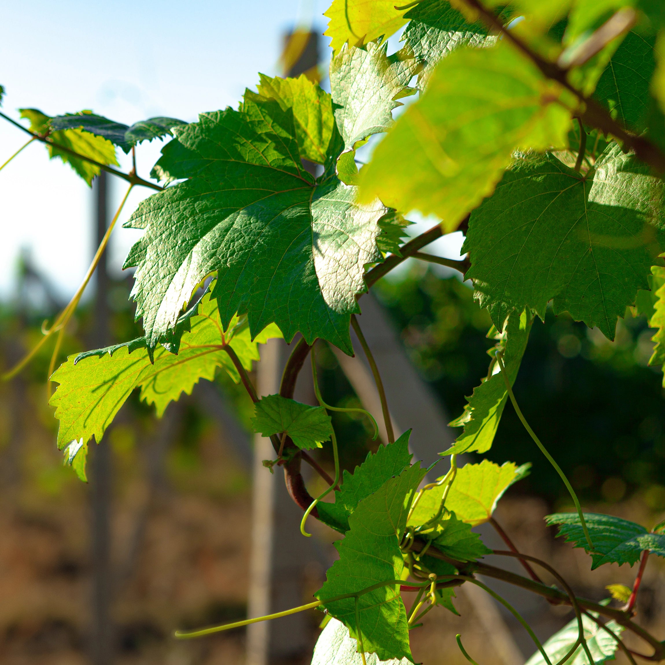 Forbedrer tolerance over for varme og stress