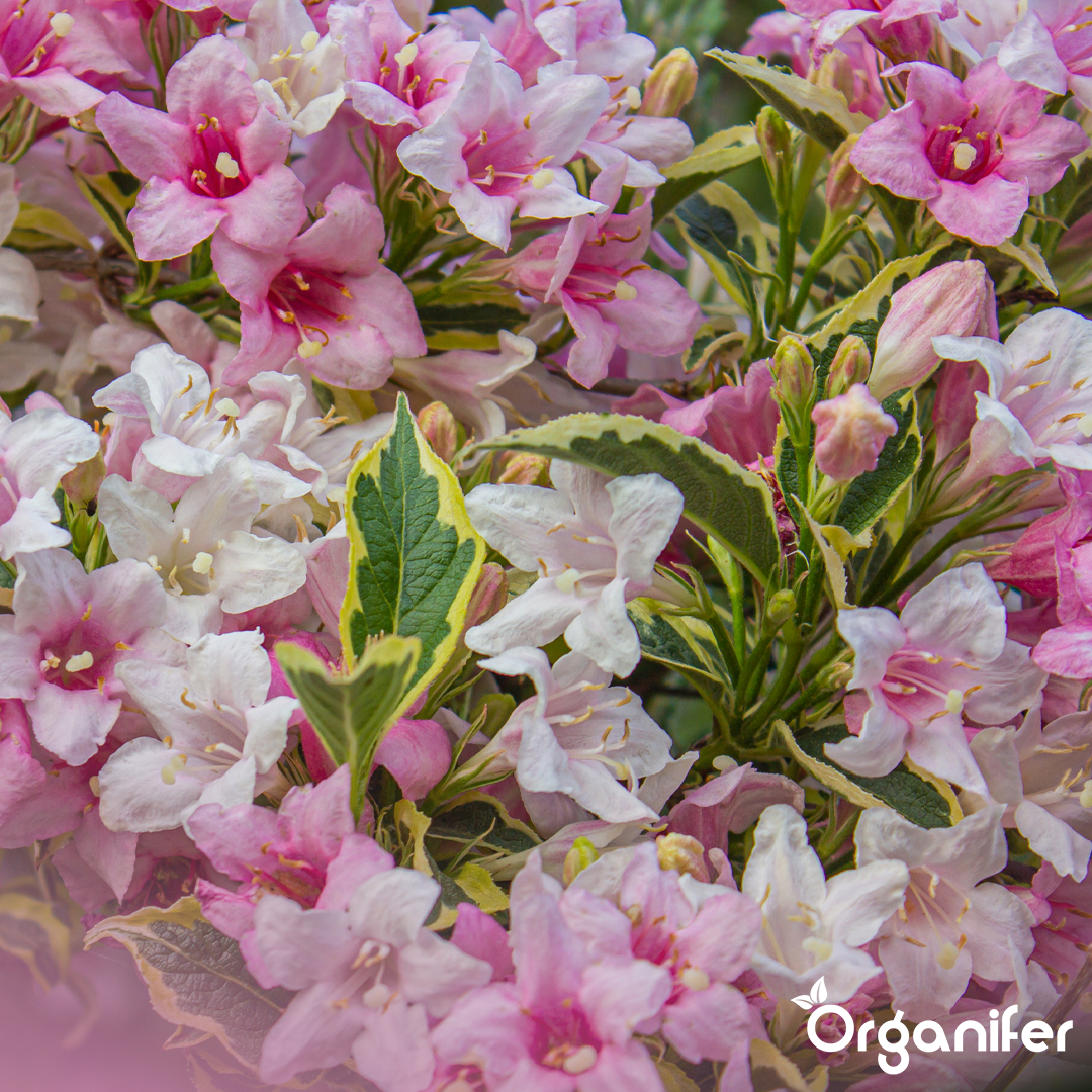 Organifer