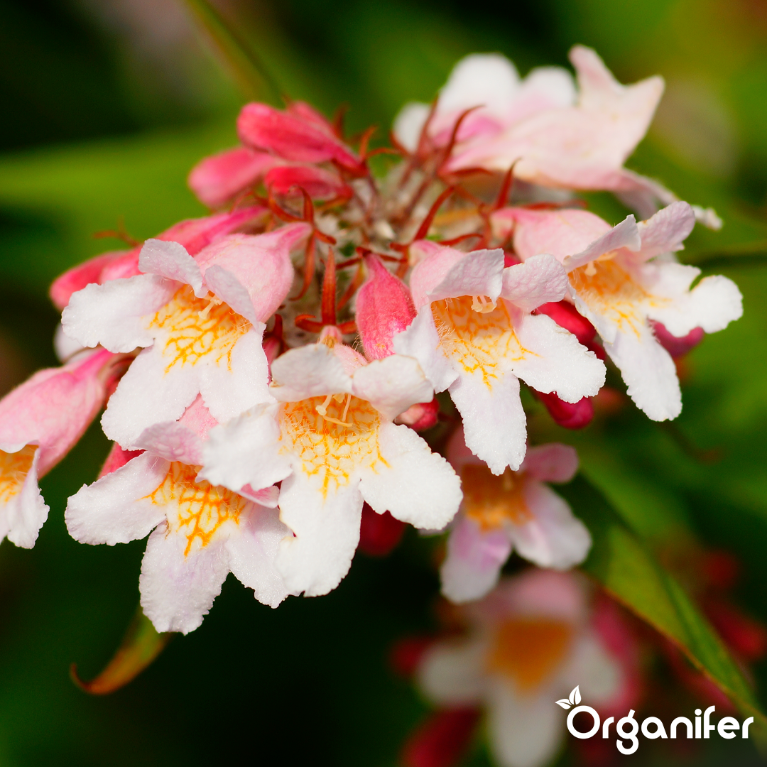 Organifer