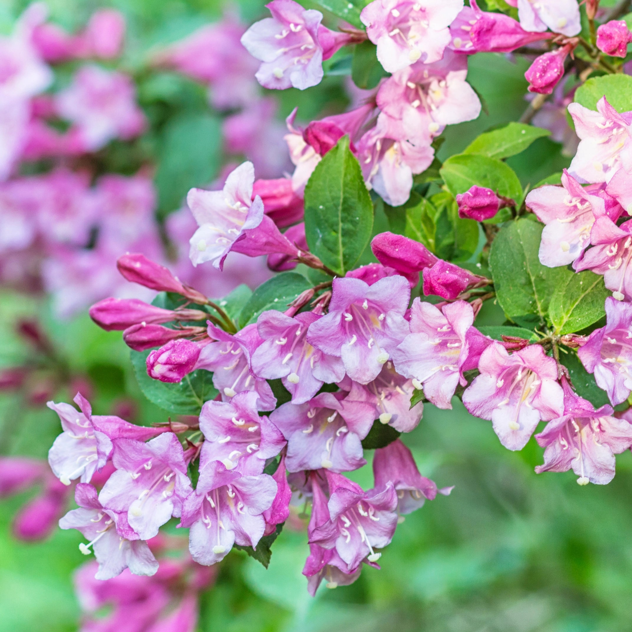 Engrais liquide pour arbustes Weigela