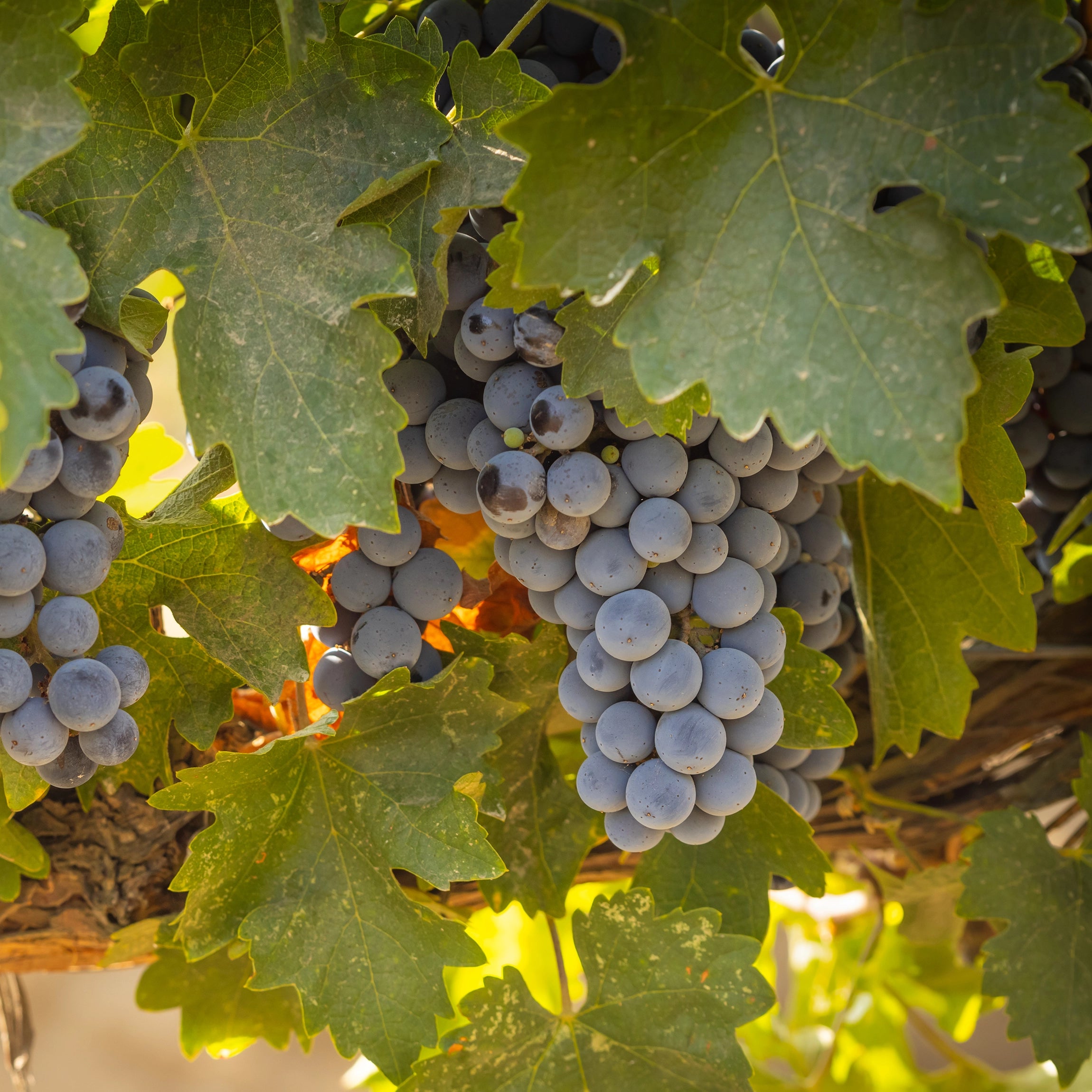 Forbedrer blomstring og udvikling af bær