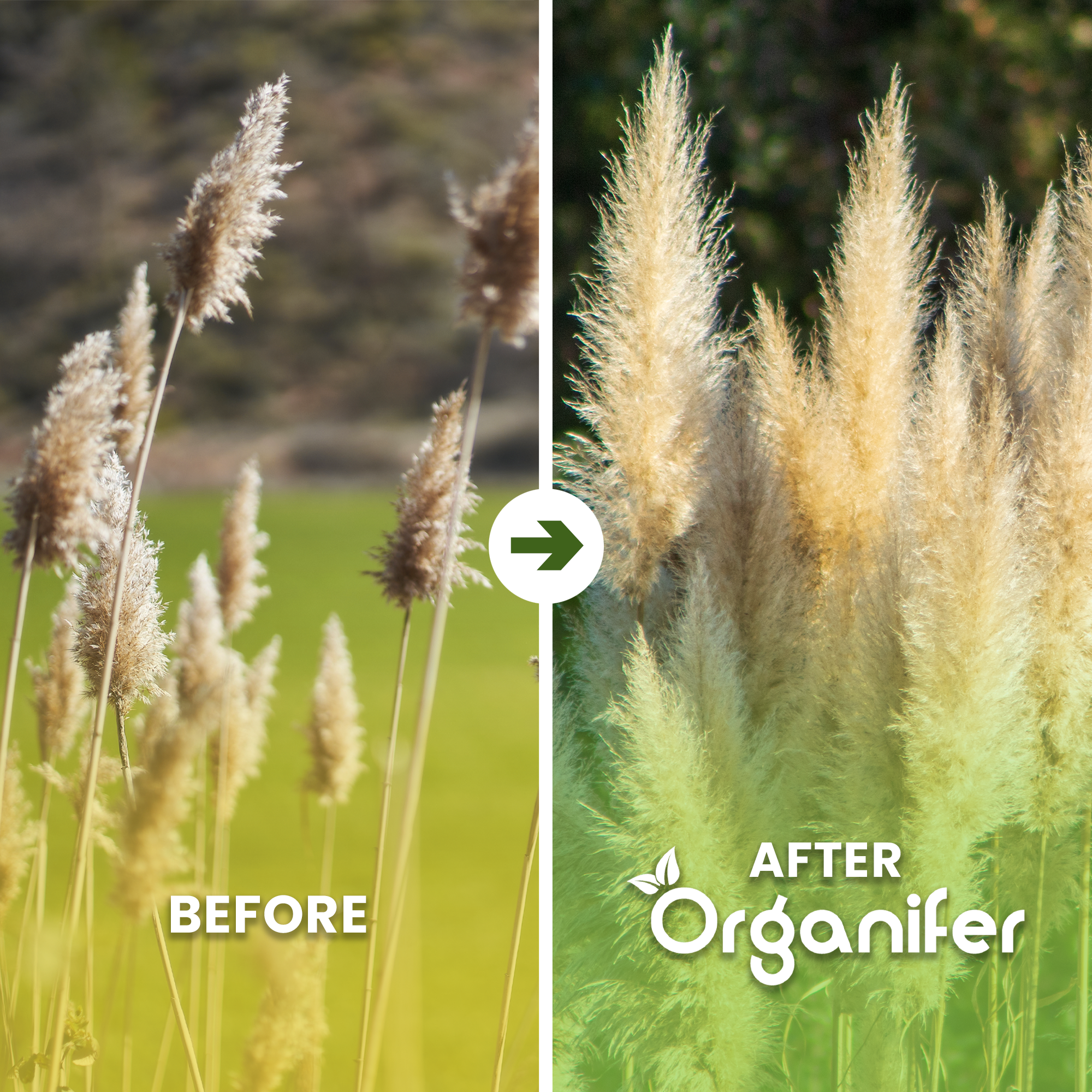 organifer-pampas-grass-liquid-fertiliser-before-after