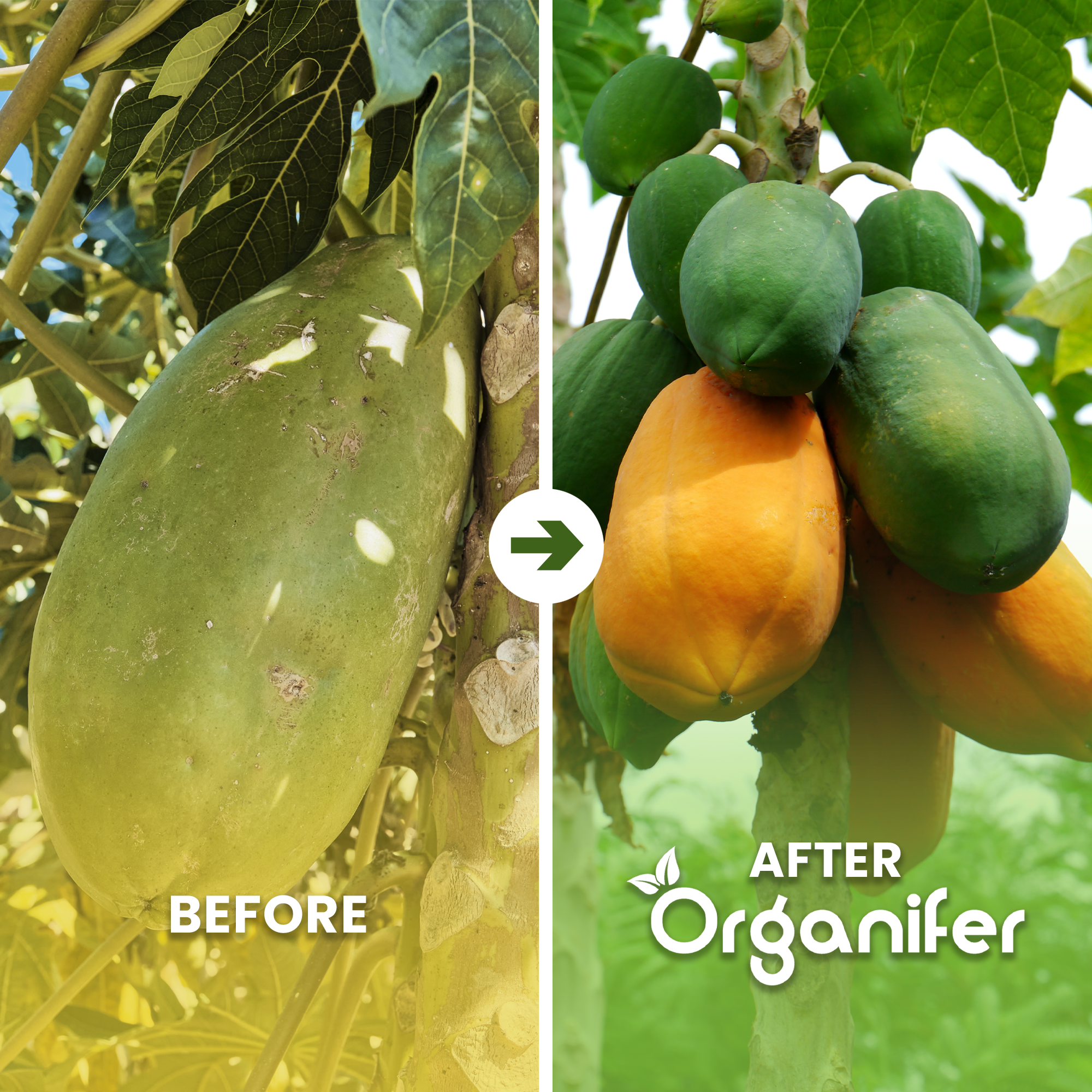 papaya_before_after_english