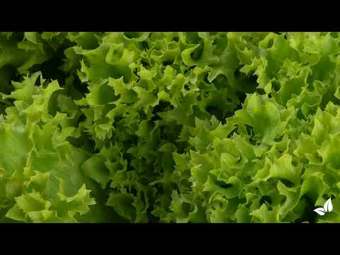 Įkelti vaizdo įrašą: