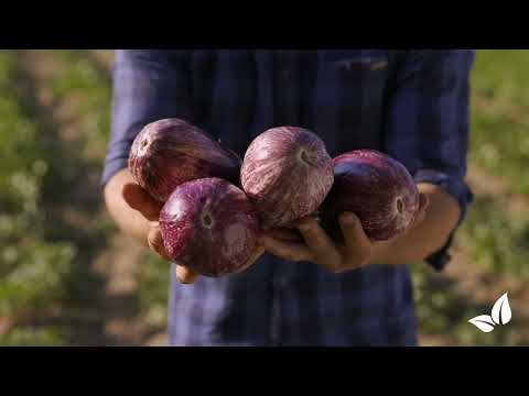 Naloži videoposnetek: