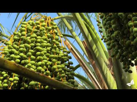 Įkelti vaizdo įrašą: