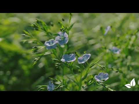 Naloži videoposnetek: