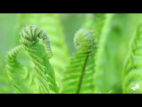 Зареди видео: