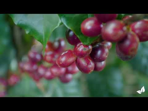 Încărcați clipul video: