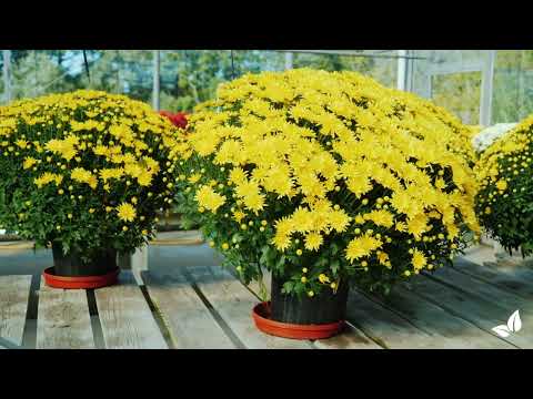 Naloži videoposnetek: