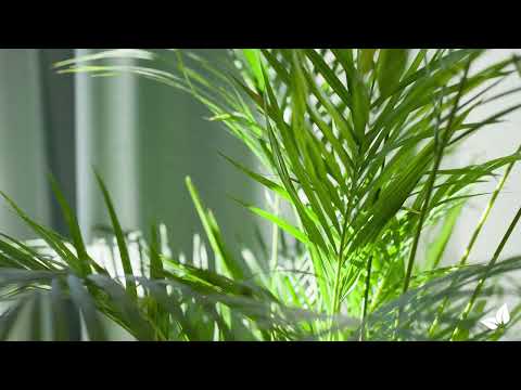 Φόρτωση βίντεο: