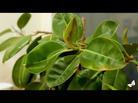 Зареди видео: