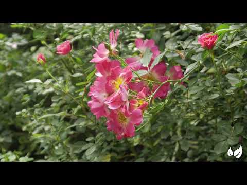 Încărcați clipul video: