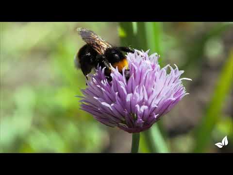 Įkelti vaizdo įrašą: