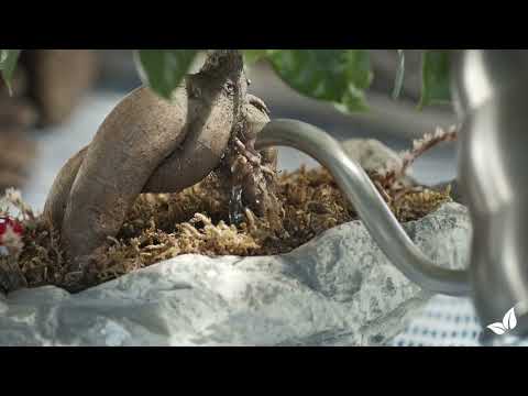 Įkelti vaizdo įrašą: