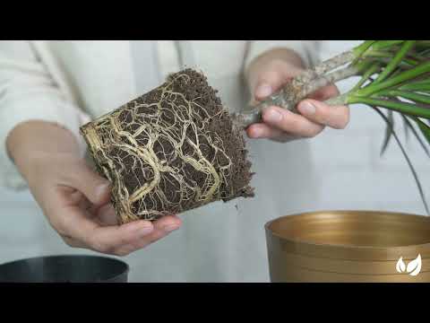 Încărcați clipul video: