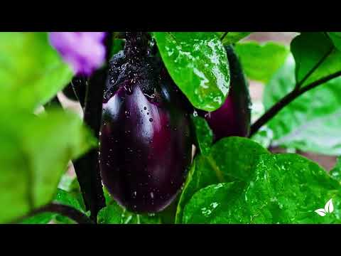 Зареди видео: