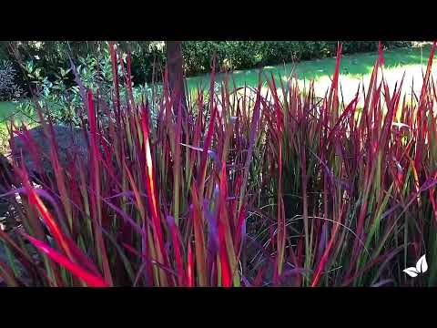 Зареди видео: