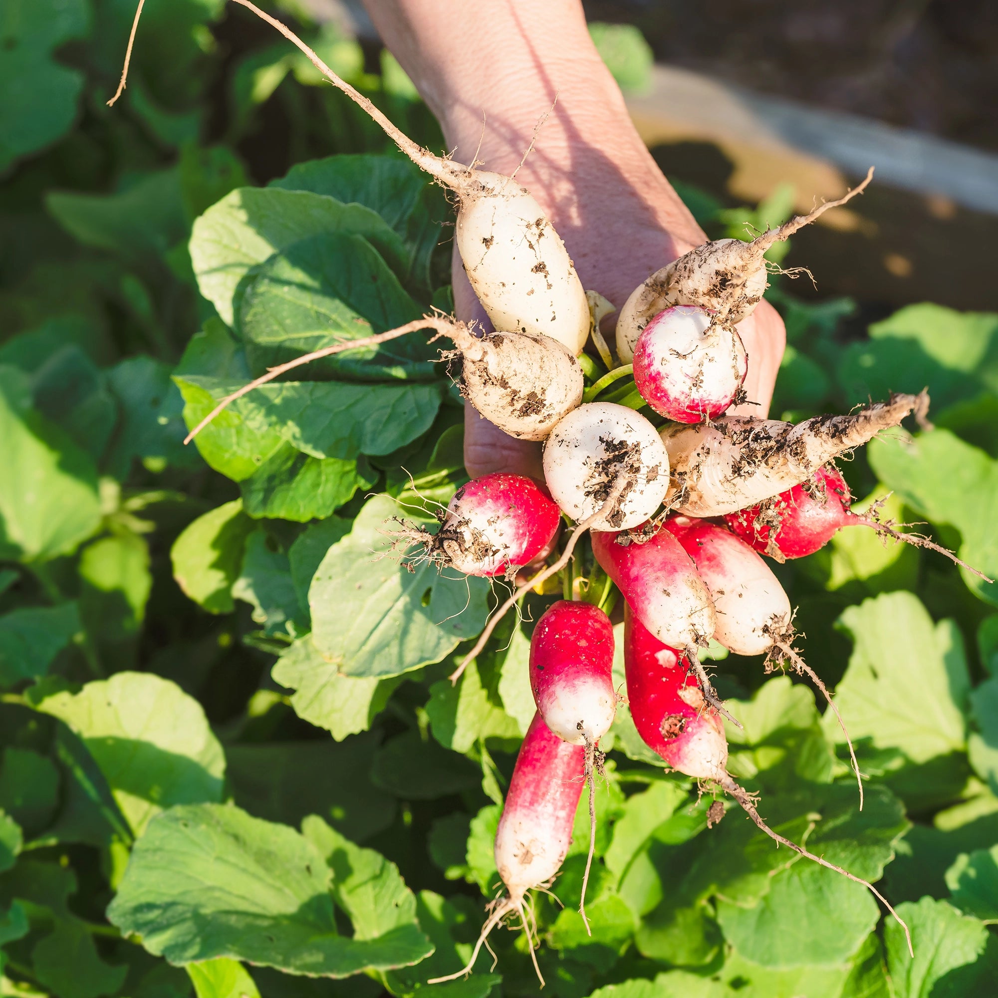 100 % mineralinė formulė, pagrįsta grynu amonio sulfatu