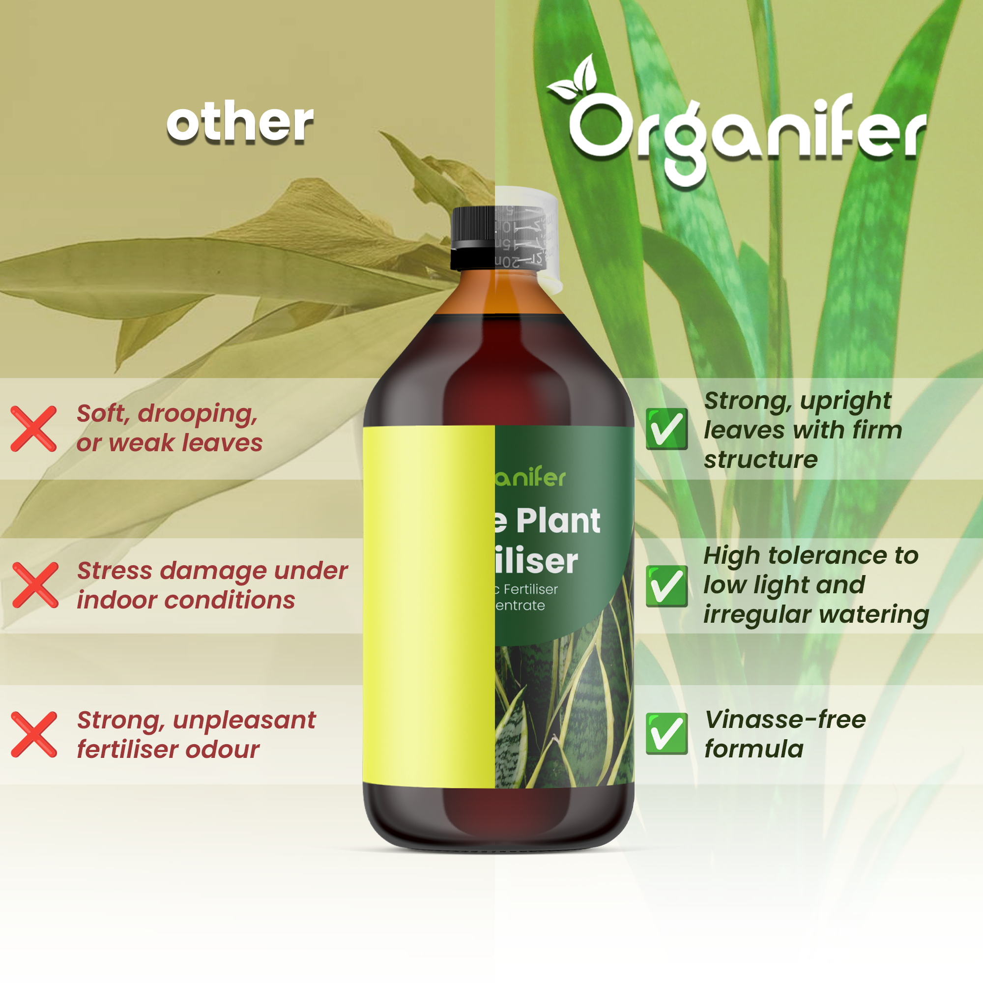 snake plant comparison