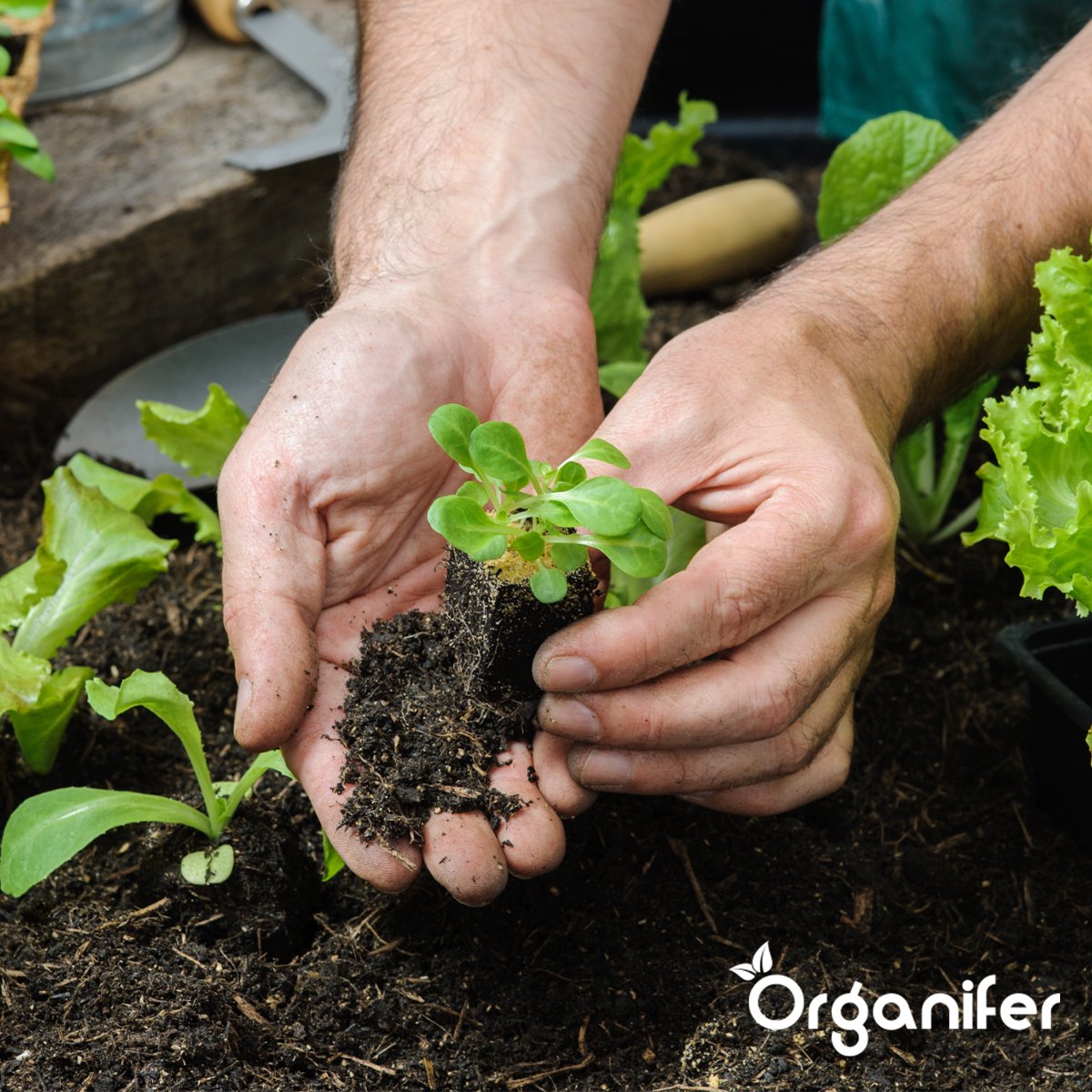 Organifer