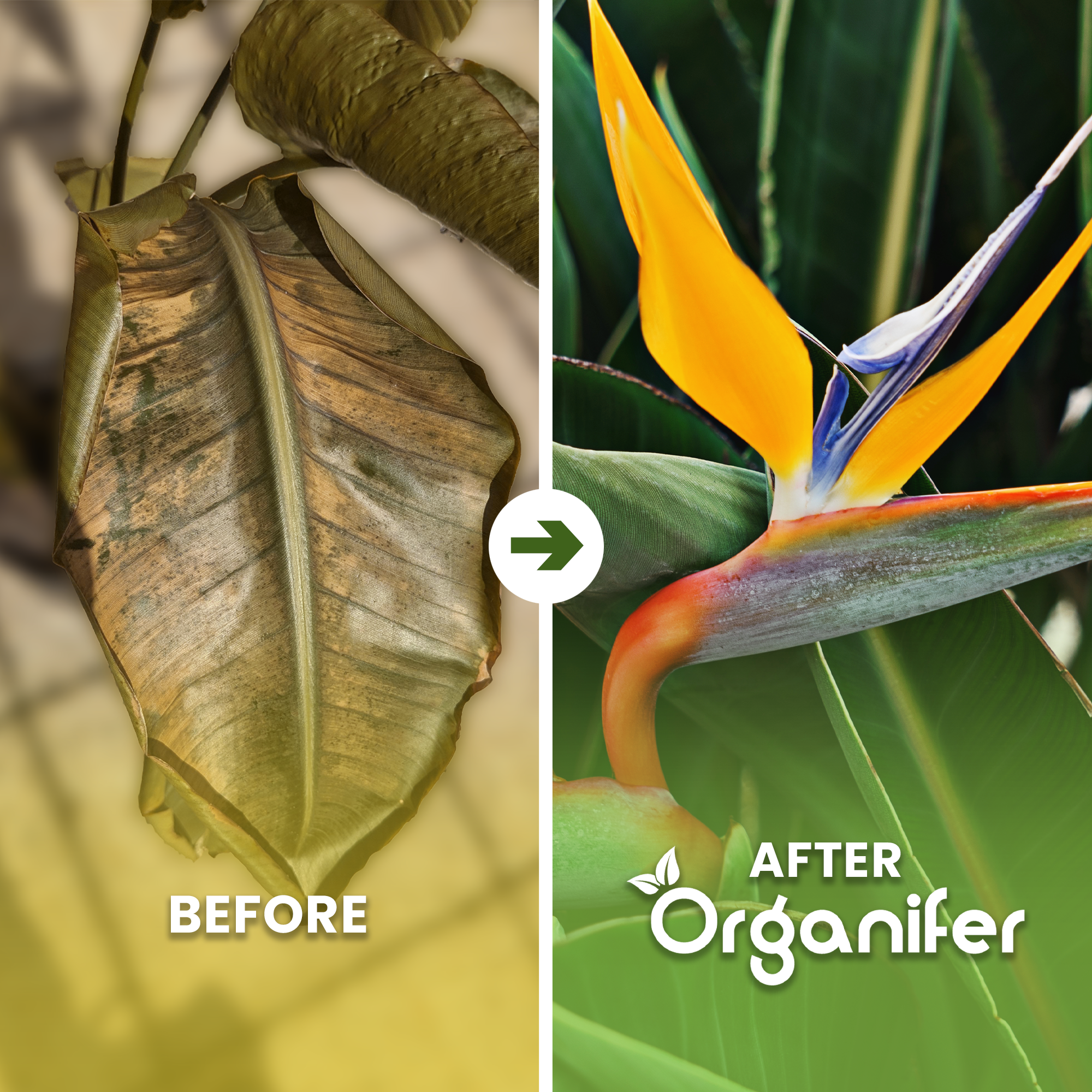 organifer-strelitzia-liquid-fertiliser-before_after