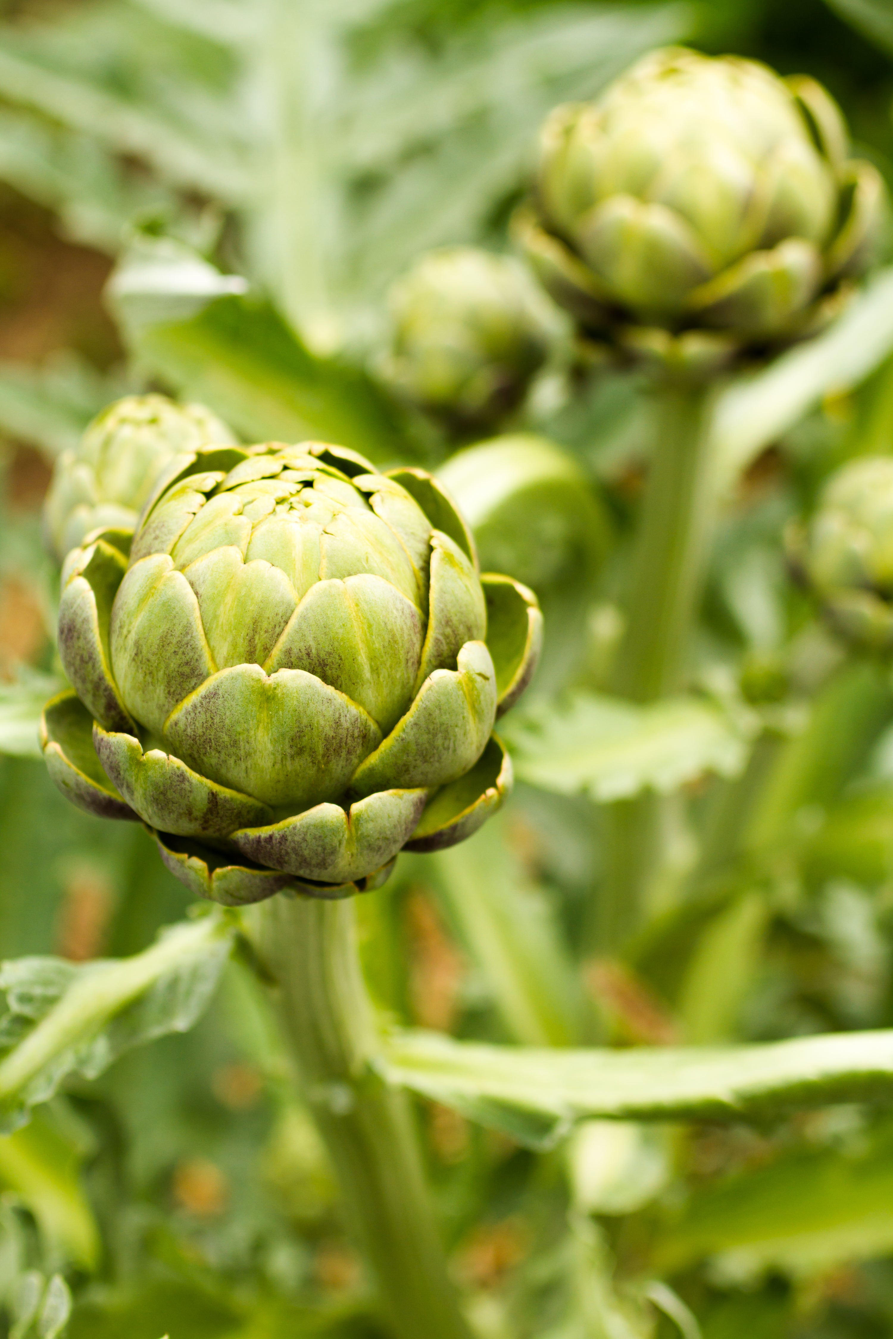 Larger, High-Quality Artichoke Heads