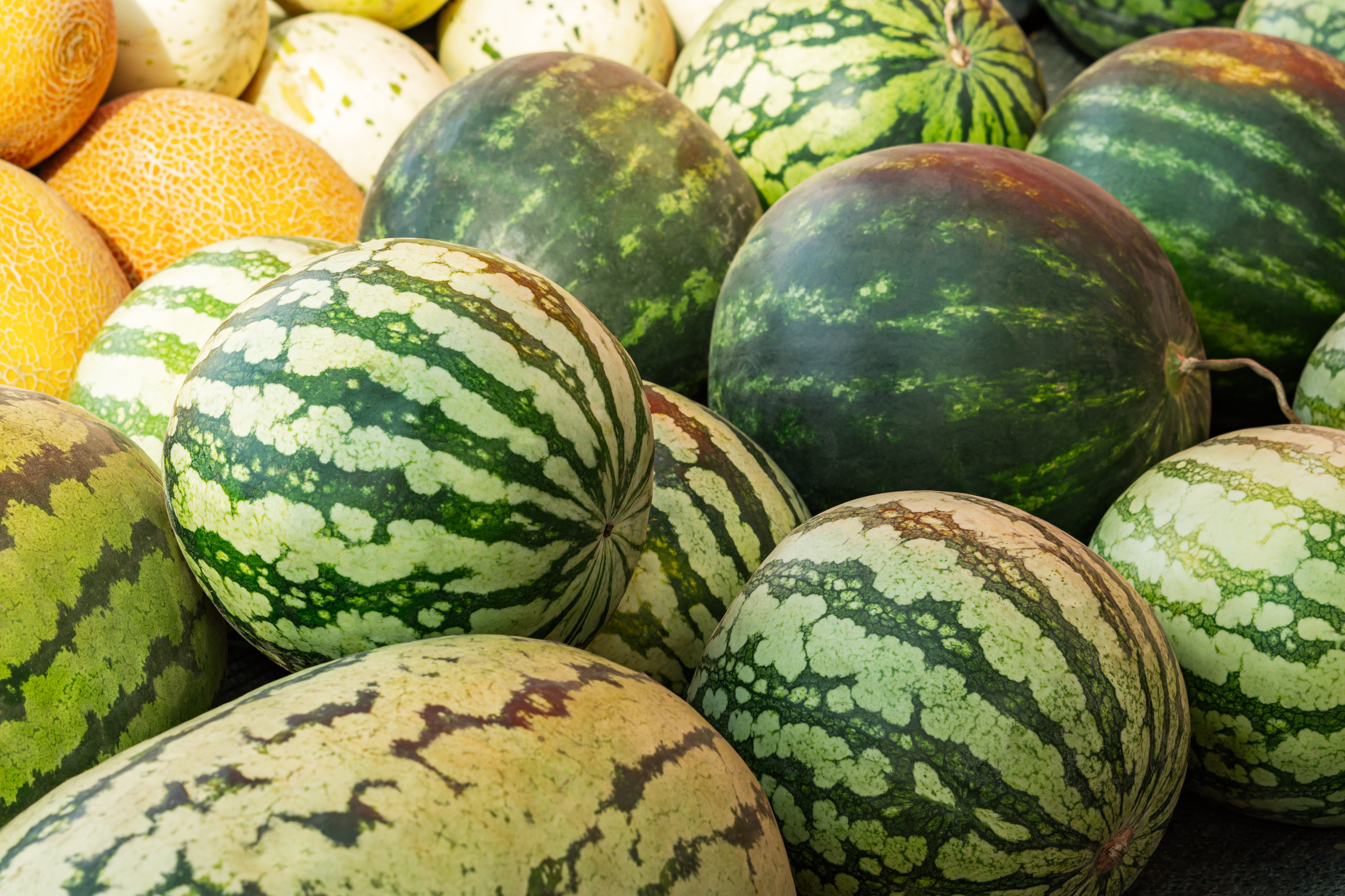 13 Diverse Fruit Varieties