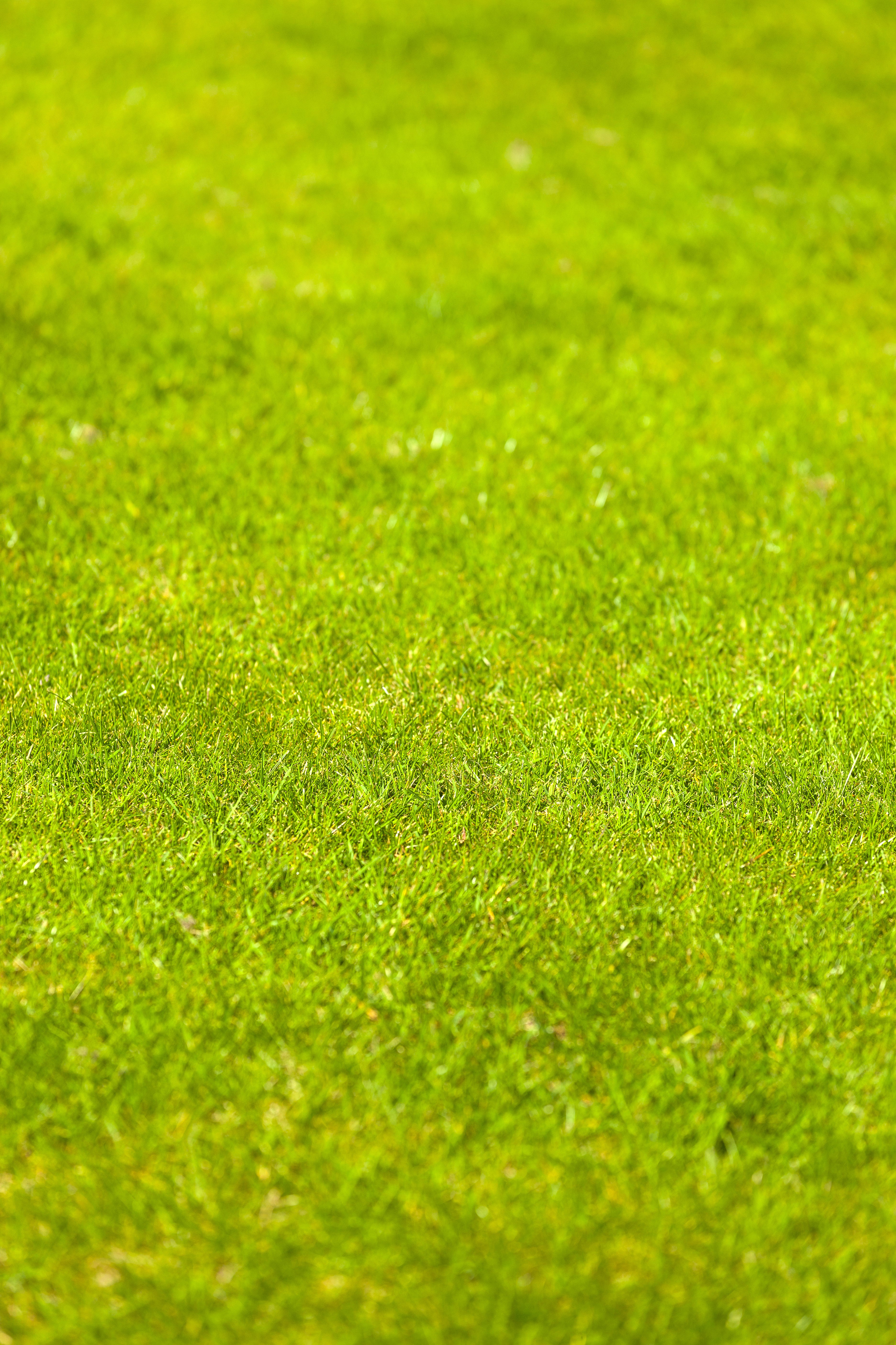 Dense, Durable & Low Maintenance