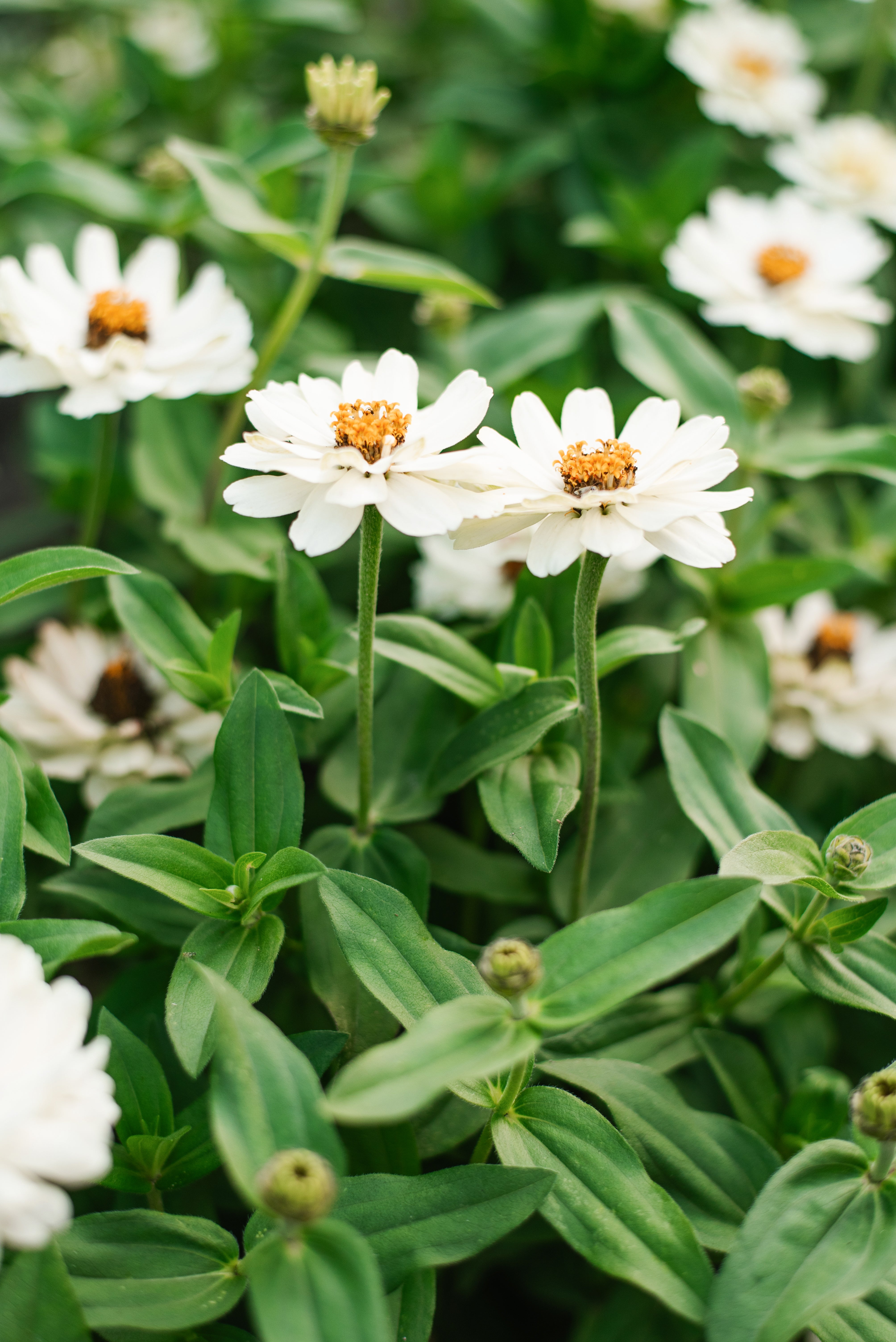 Continuous Seasonal Bloom