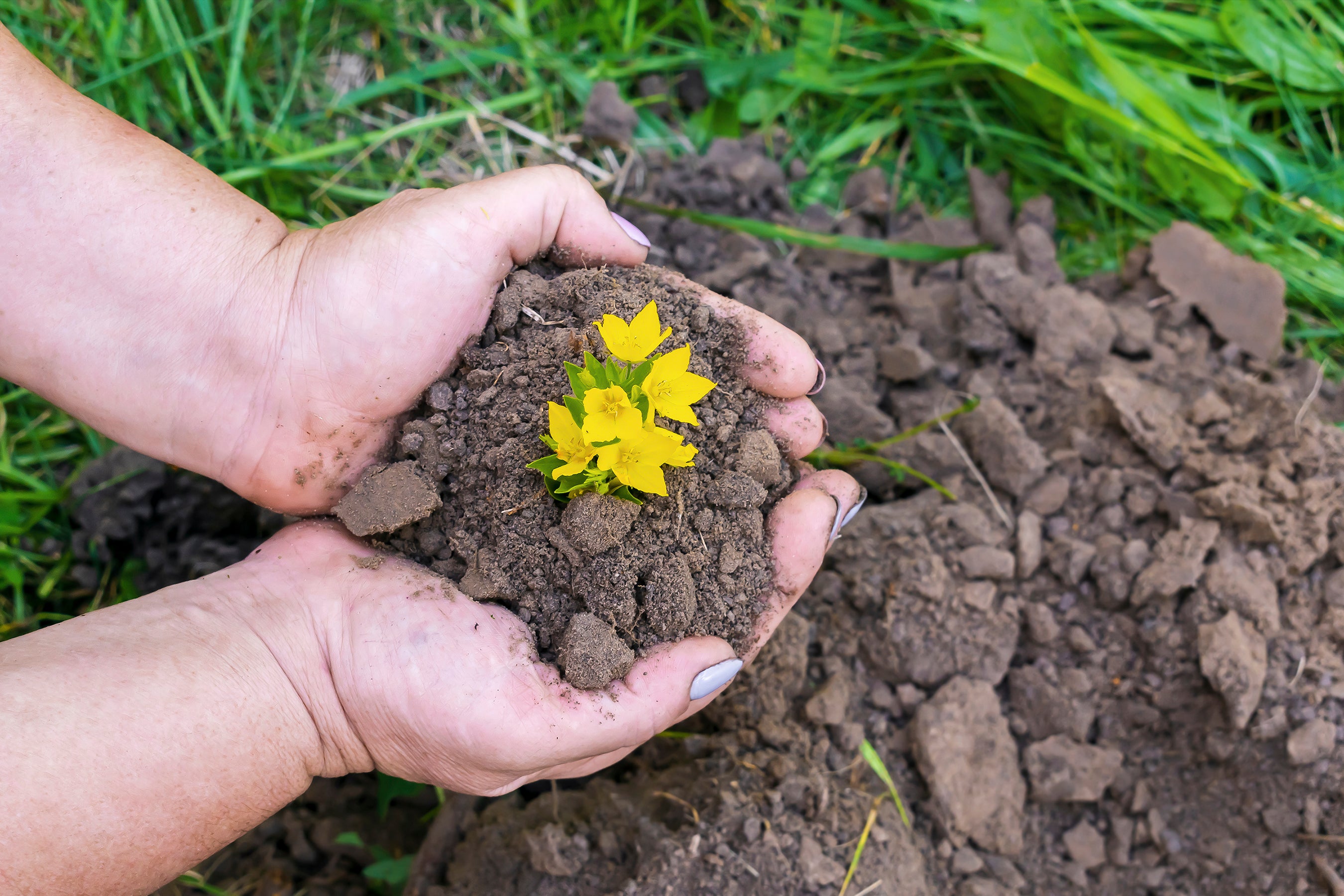 Sustainable Soil Foundation