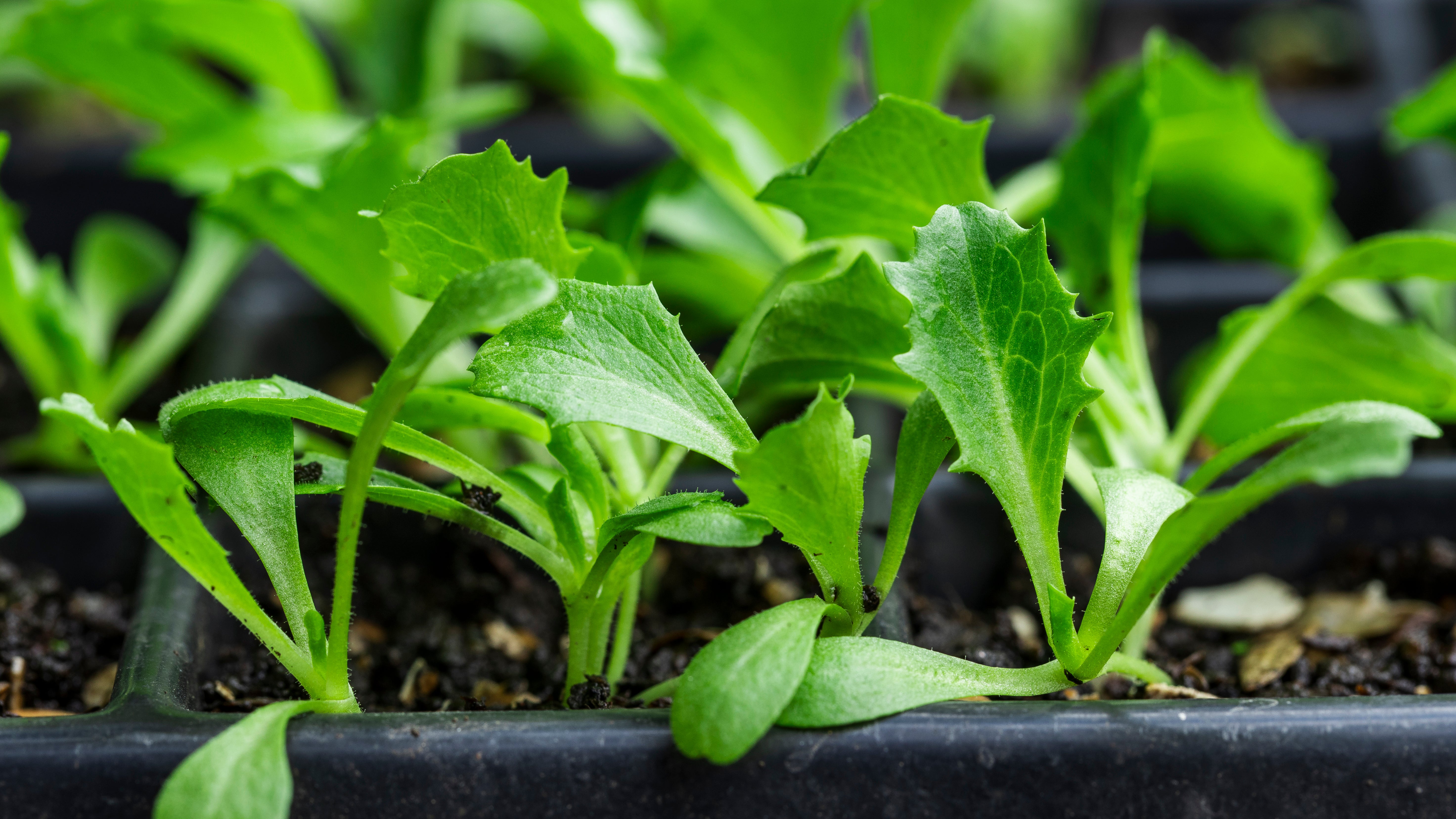 Stimuluje přirozený obranný systém rostliny
