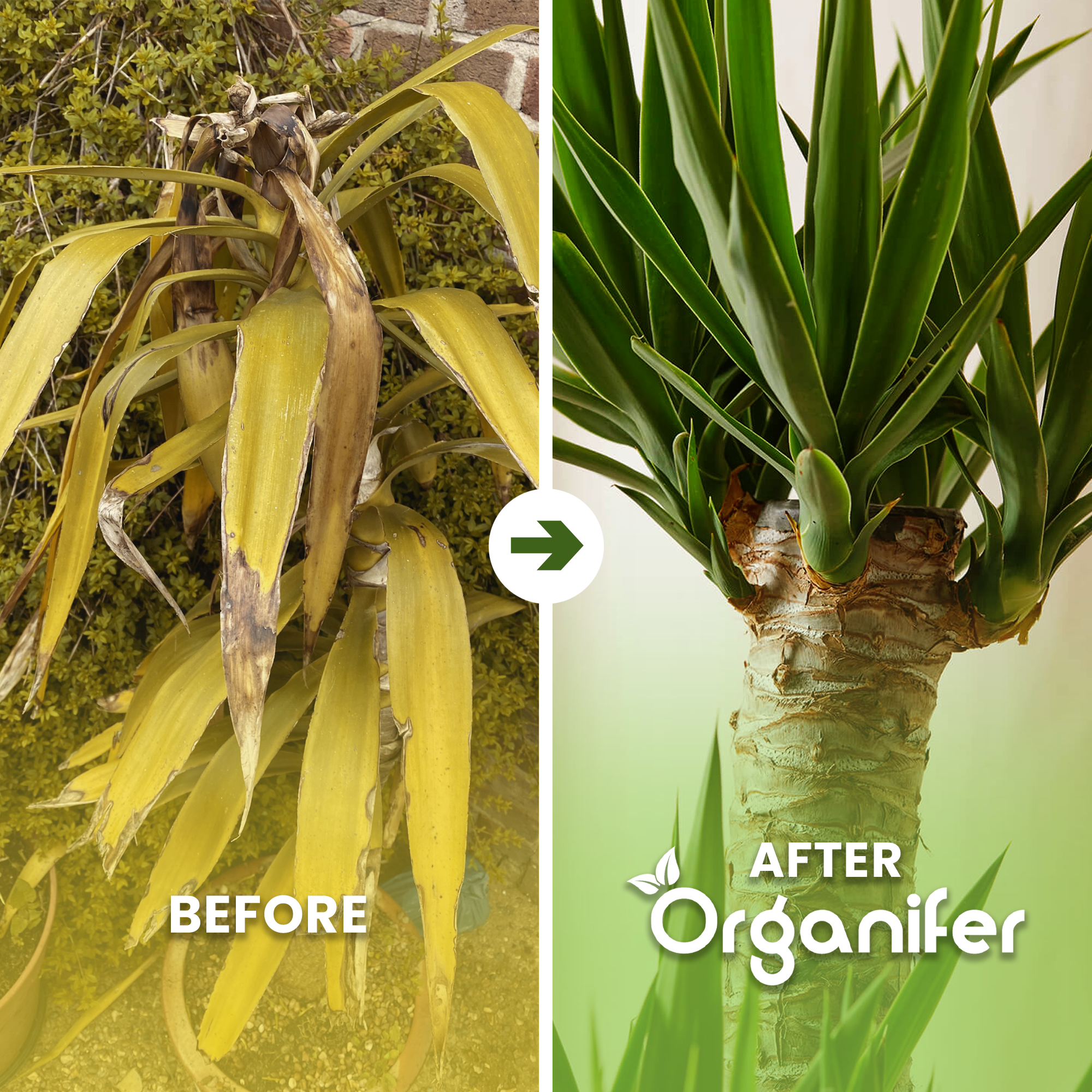 organifer-yucca-palm-liquid-fertiliser-before-after
