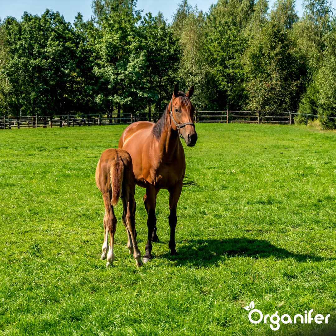Horse Pasture: Repair or Renew Completely, Step by Step