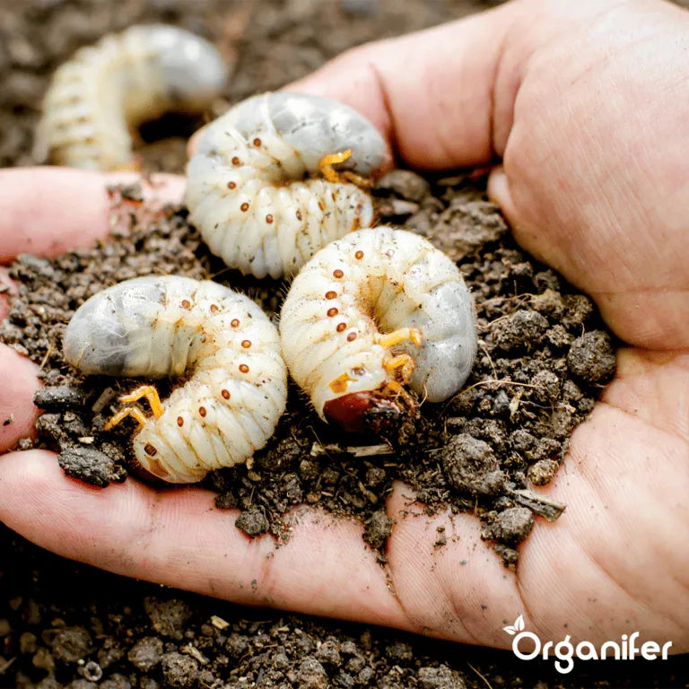 The Natural Way to Save Your Lawn From Hidden Larvae