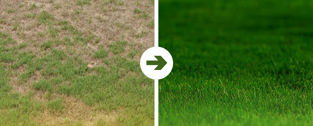 How Do You Repair a Damaged Lawn? Scarifying, Overseeding and Topdressing, Step by Step