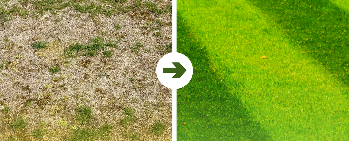 How Do You Create a Completely New Lawn? Removing the Old One, Preparing the Soil and Sowing